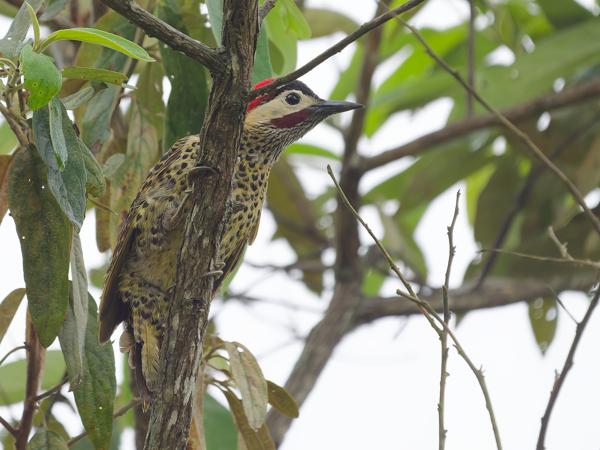 Groenbandgrondspecht (Colaptes melanochloros)